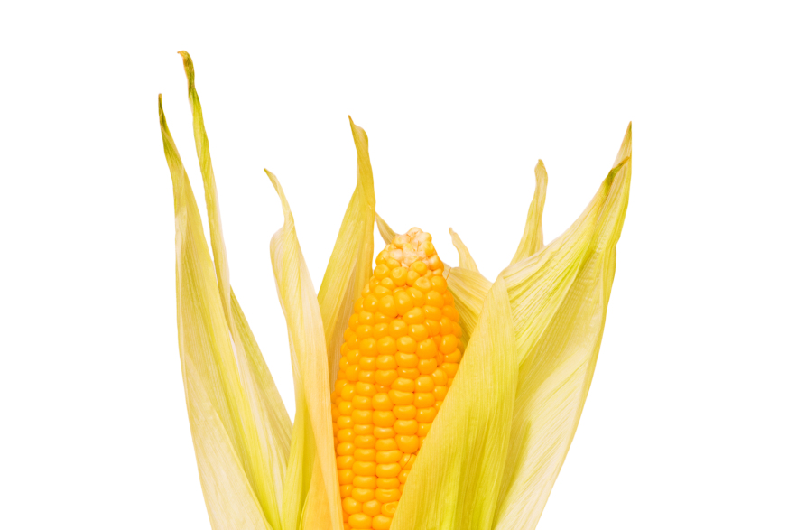 Monsanto Corn cob