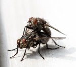 mating flies