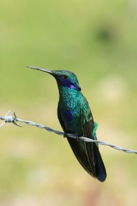 Sparkling Violetear Hummingbird on a wire