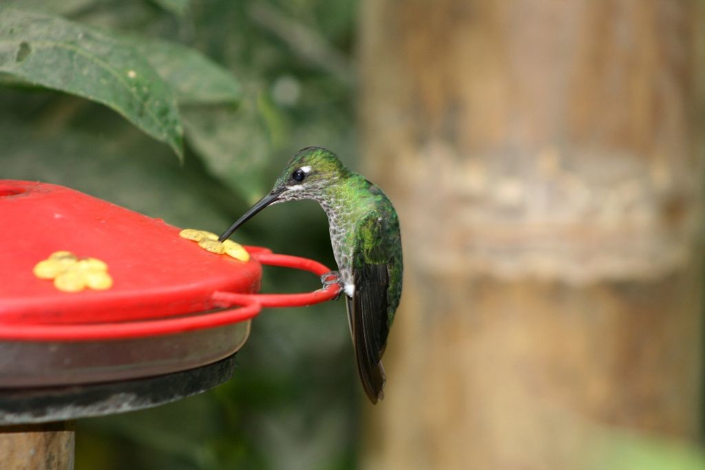 Hummingbird on a Feeder