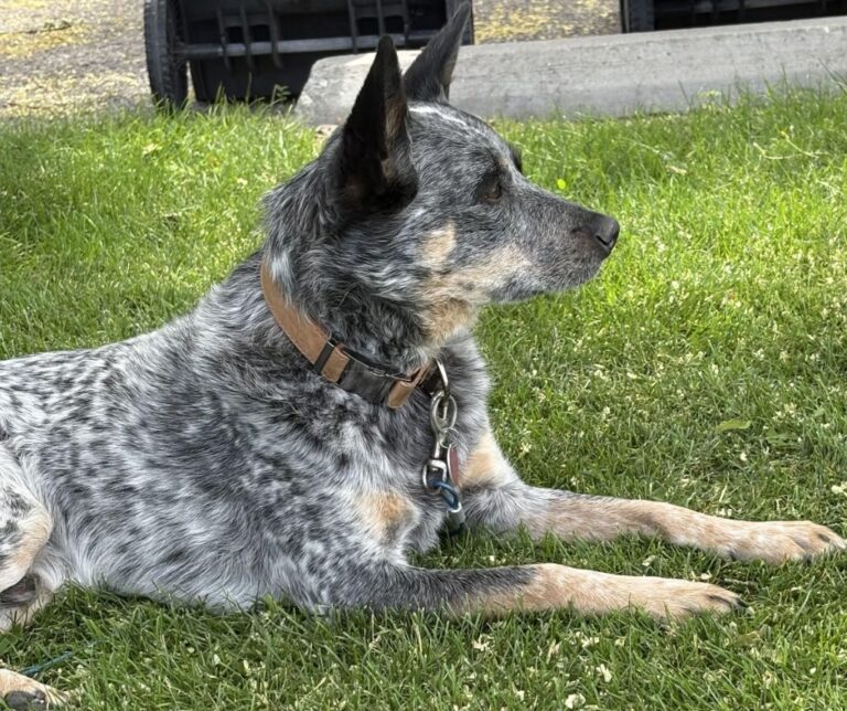 Patch Wasn’t Ready to Go Yet — And AI Helped Us Buy Him More Time